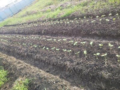 (大豆植付けの様子)